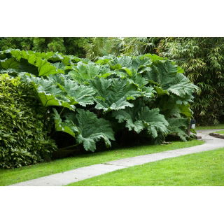 Gunnera olbrzymia - Gunnera manicata - gigantyczne liście!