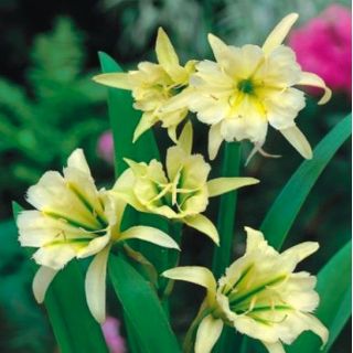 Ismena Sulphur Queen - Błonczatka