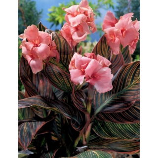 Kanna - Pink Sunburst