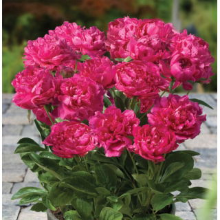 Piwonia, Paeonia - Patio London - niska, doniczkowa - sadzonka