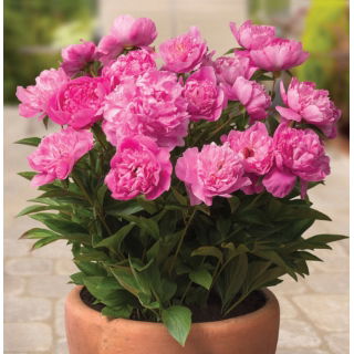 Piwonia, Paeonia - Patio Rome - niska, doniczkowa - sadzonka