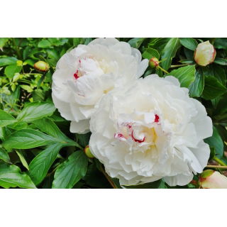 Piwonia, Paeonia - Festiva Maxima - sadzonka