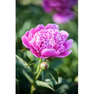 Piwonia, Paeonia - Edulis Superba - sadzonka