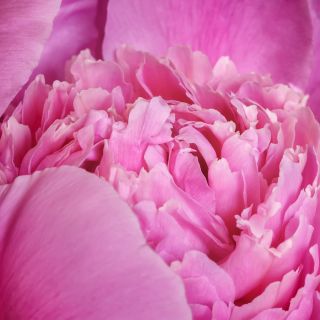Piwonia, Paeonia - Edulis Superba - sadzonka
