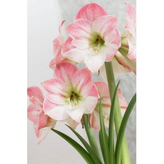 Hipeastrum - Amarylis - Apple Blossom