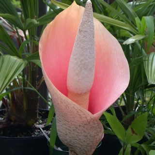 Dziwidło różowe - Amorphophallus bulbifer - unikat!