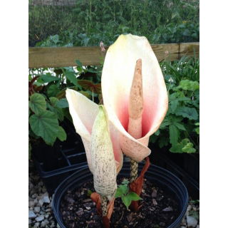 Dziwidło różowe - Amorphophallus bulbifer - unikat!