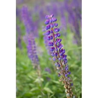 Łubin wąskolistny Dalbor - 1 kg