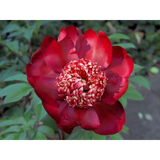 Piwonia, Paeonia - Nippon Beauty - sadzonka