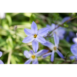 Ipheion - Ifejon - Uniflorum - 10 szt.