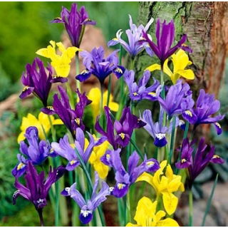 Irys botaniczny mix - 10 szt.