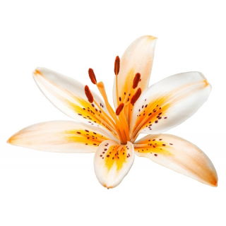 Lilia - Orange Electric