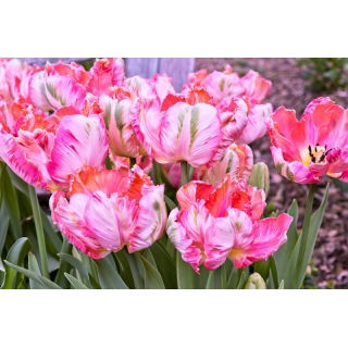 Tulipan Elsenburg - opak. 5 szt.