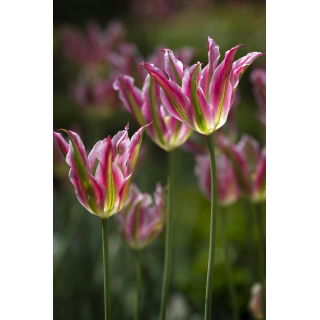 Tulipan Florosa - opak. 5 szt.