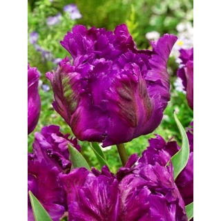 Tulipan Negrita Parrot - opak. 5 szt.