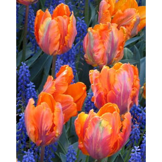 Tulipan Prinses Irene Parrot - opak. 5 szt.