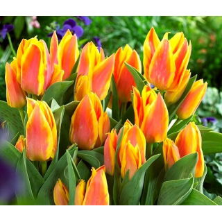 Tulipan Winnipeg - opak. 5 szt.