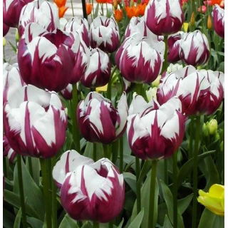 Tulipan Zurel - opak. 5 szt.