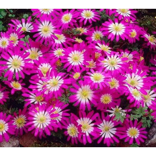 Zawilec grecki - Pink Star - 8 szt.