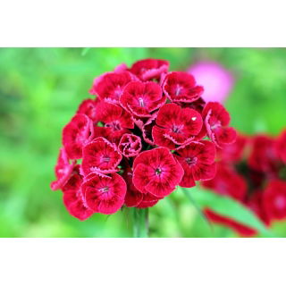 Goździk brodaty Scarlet Beauty - szkarłatny