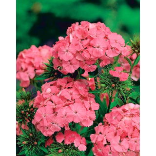 Goździk brodaty Newport Pink - łososioworóżowy