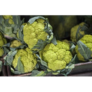 Kalafior Verde di Macerata - o róży zielonej