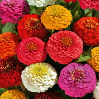 Cynia Kobold - mieszanka