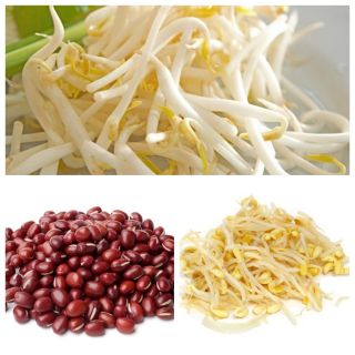 Nasiona na kiełki - Kuchnia azjatycka - Zestaw 3 szt.