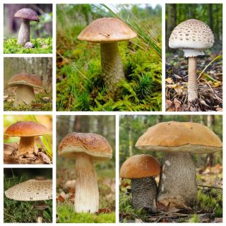 Zestaw grzybów pod drzewa liściaste + kania - 7 gatunków - grzybnia