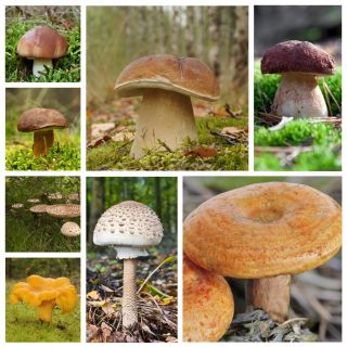 Zestaw grzybów pod sosny + kania - 7 gatunków - grzybnia