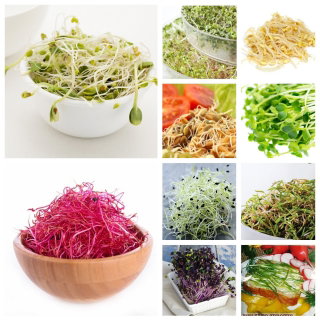 Nasiona na kiełki - Kiełki z dużą ilością witaminy A - Zestaw 9 szt. + Kiełkownica z 3 szalkami