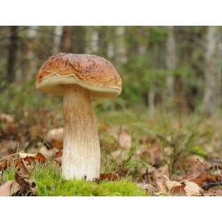 Zestaw grzybów pod brzozy + kania - 5 gatunków - grzybnia