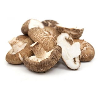 Shiitake - Duża paczka - 100 szt. - grzybnia na kołkach