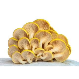Boczniak cytrynowy - Duża paczka - 100 szt. - grzybnia na kołkach