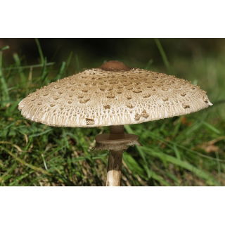 Zestaw grzybów pod dęby i buki + kania - 4 gatunki - grzybnia