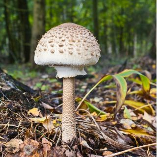 Zestaw grzybów pod dęby i buki + kania - 4 gatunki - grzybnia