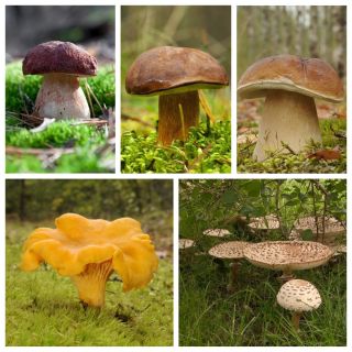 Zestaw grzybów pod świerki + kania - 5 gatunków - grzybnia
