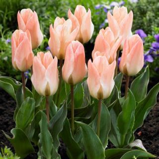 Tulipan Little Girl - 5 szt.