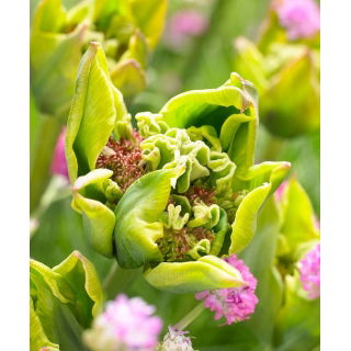 Tulipan Green Bizarre - 5 szt.