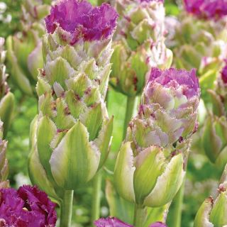 Tulipan Purple Tower - 5 szt.