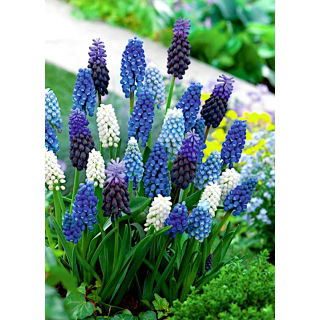 Szafirek - Muscari - zestaw kolorowych odmian - 160 szt.