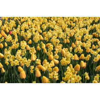 Żółta polana - zestaw tulipany + żonkile - 50 szt.