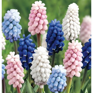 Szafirek - Muscari - zestaw czterech kolorowych odmian - 60 szt.