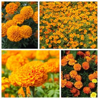 Aksamitki - zestaw Orange Lady - 4 odmiany nasion