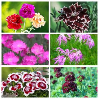 Goździki - kolorowa ozdoba ogrodu  - zestaw 6 odmian nasion kwiatów