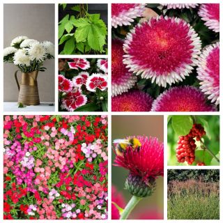 Marco Polo - zestaw 8 odmian nasion kwiatów