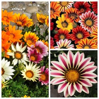 Gazania - zestaw 3 odmian nasion kwiatów