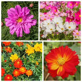 Onętek - zestaw 4 odmian nasion kwiatów