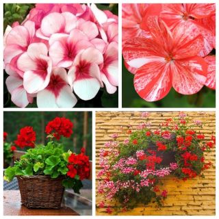 Pelargonia - zestaw 4 odmian nasion kwiatów