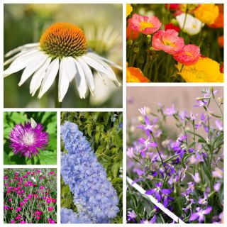 Rustical Garden - zestaw 6 odmian nasion kwiatów